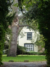 A view through ancient trees in Much Hadham